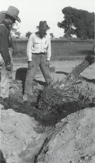 Men Planting Date Palm Tree