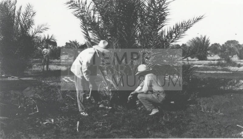 Two Men Working on Date Palm Tree
