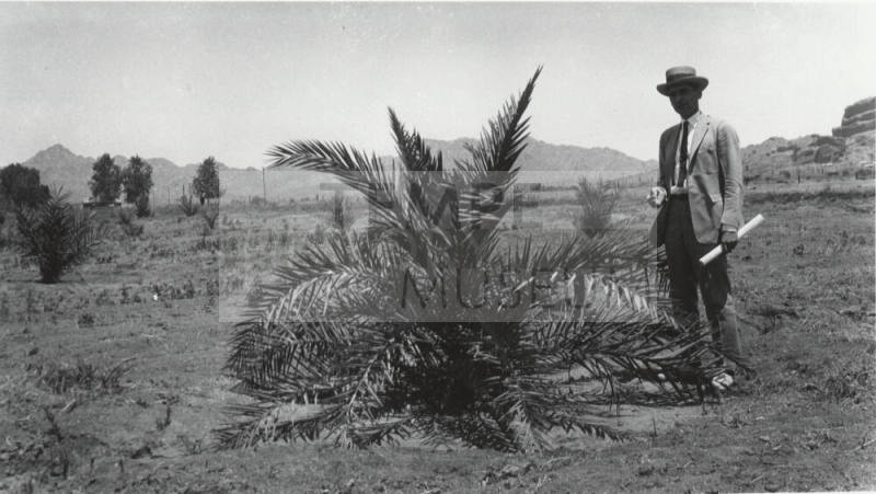 Man Standing by Date Palm Tree