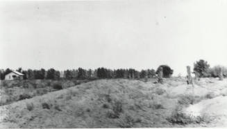 Field with Date Palms and Citrus Trees