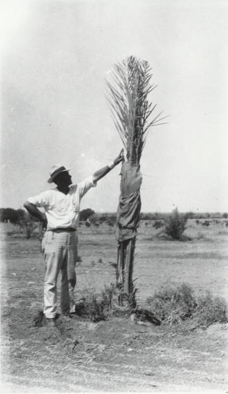 Man and Date Palm Tree