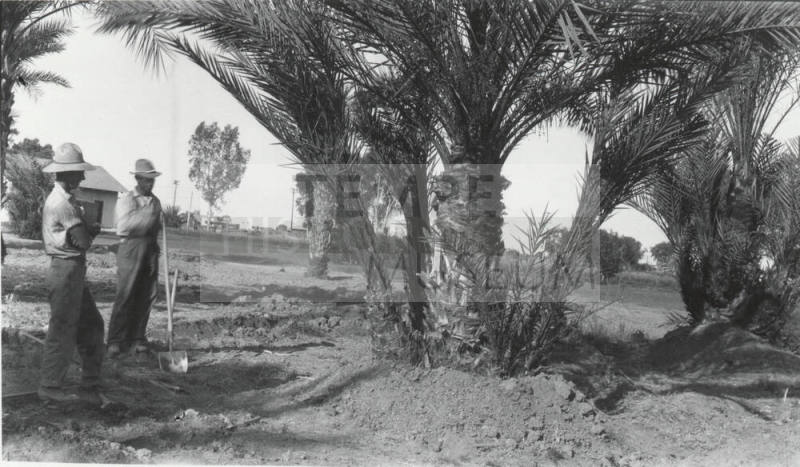 Two Men and Date Palm Trees