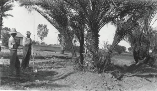 Two Men and Date Palm Trees