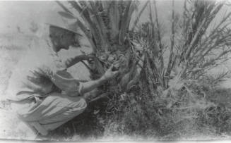 Man Checking Base of Date Palm Tree