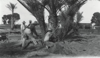 Men Digging Around Date Palm Trees