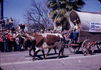 Phoenix Jaycees Rodeo Parade:  Covered Wagon and Oxen
