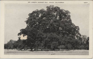 Postcard - "Sir Joseph Hooker Oak, Chico, California"