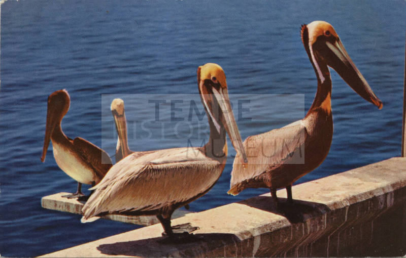Postcard - Four Pelicans