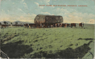 Postcard - Dairy Farm, Mid-Winter, Phoenix, Arizona