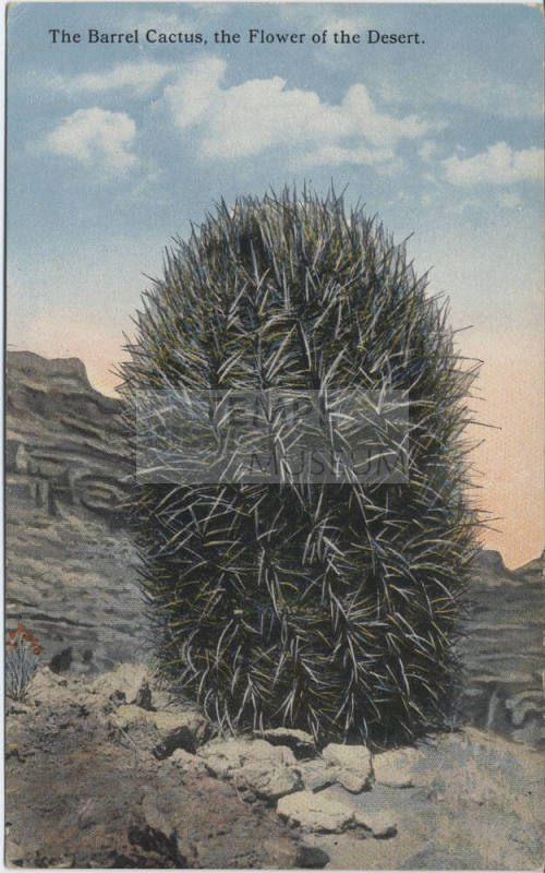 Postcard - "The Barrel Cactus..."