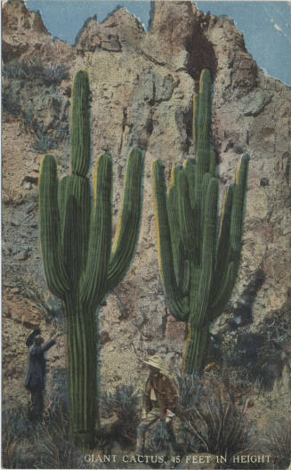 Postcard - Giant Cactus 45 Feet in Height