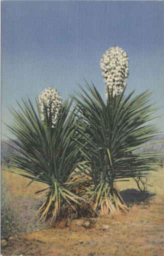 Postcard - "Spanish Daggers" (Yucca)