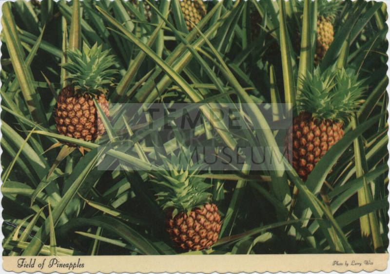 Postcard - Field of Pineapples