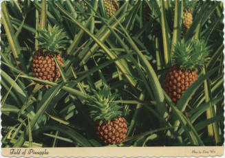 Postcard - Field of Pineapples