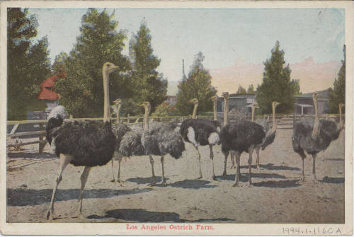Lithograph-Los Angeles Ostrich Farm
