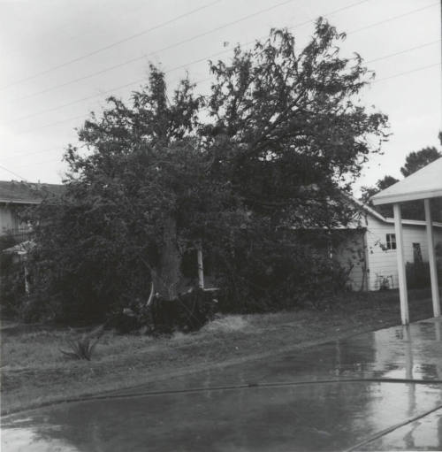 Felled by Storm-June 9, 1977