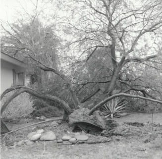 Storm Casualty - Tempe Daily News - 01/12/1978