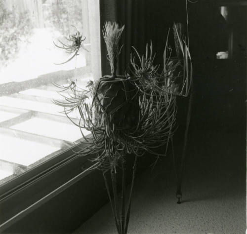Is Your Spider Plant Expecting? -- Tempe Daily News, May 27, 1978