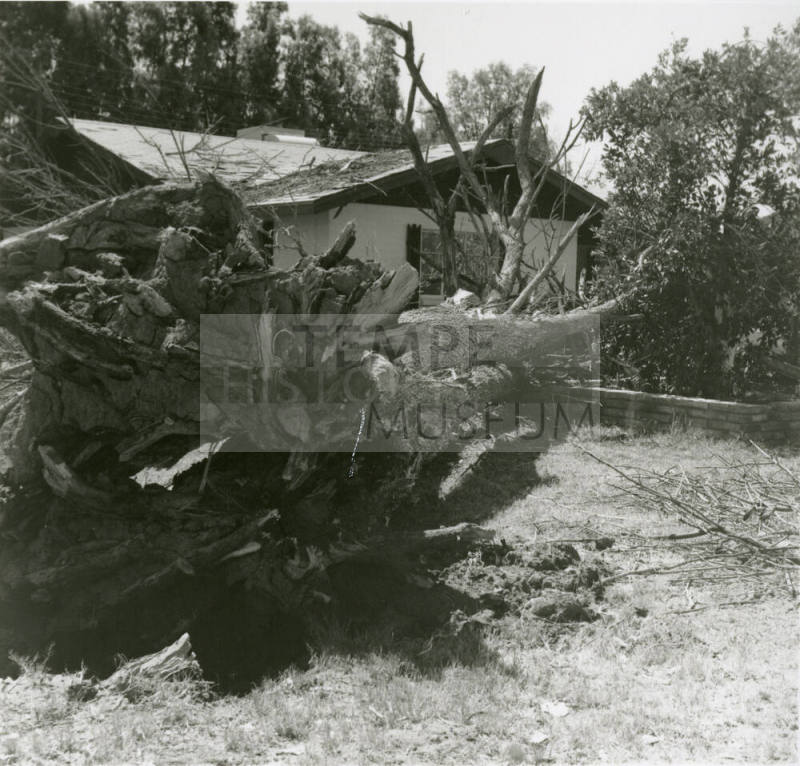 Fallen tree -- June 1978