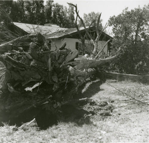 Fallen tree -- June 1978