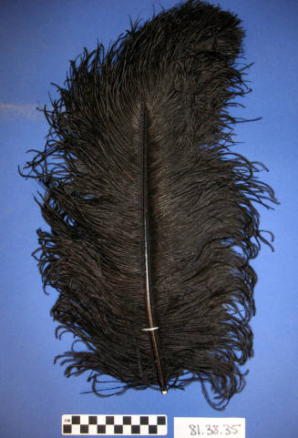 Two ostrich plumes from a large hat