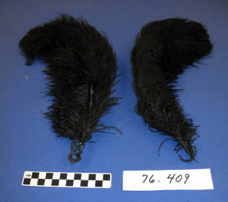 Ostrich plumes