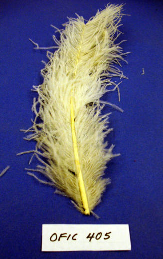 Plume - Ostrich feather