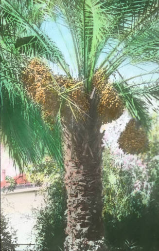Date Palm and Fruit, Tempe, Arizona