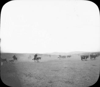 Charles Cattle Range, Arizona