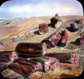 Thrunks scattered over the ground, Petrified Forest, Arizona