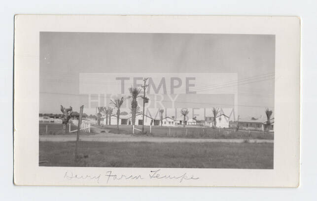 Photograph - 1939 Arizona State University Dairy Farm