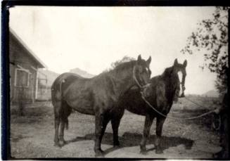 Photograph - Two horses
