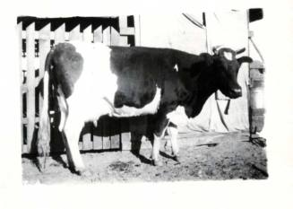 Photograph - Holstein Cow - Beauty