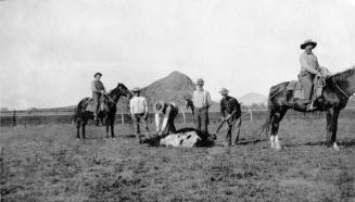 Several men checking roped cattle. Niels Petersen standing in middle of group