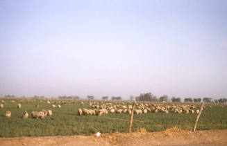 Sheep Grazing in Tempe