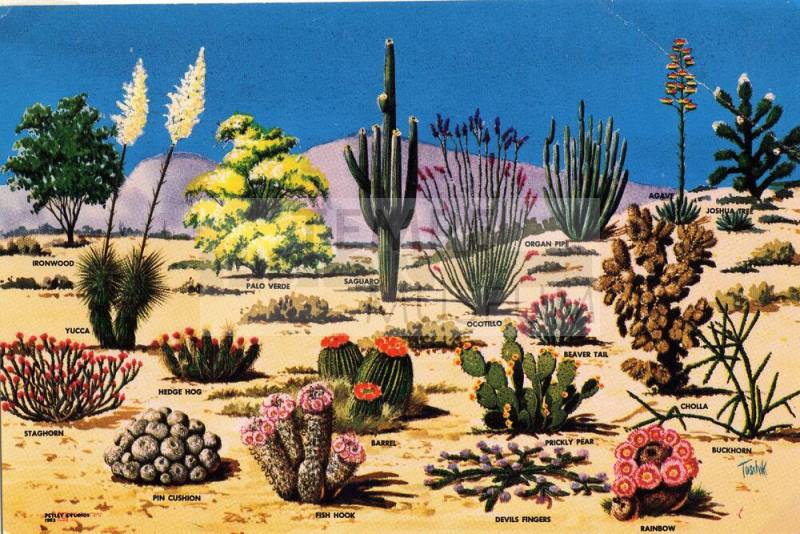 Cacti and Desert Flora of the Great Southwest