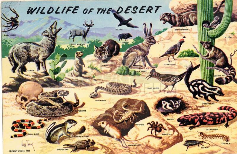 Wildlife of the Desert