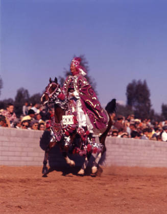 Arabian Horse Show performer