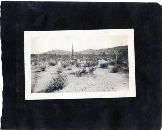Photograph of a Desert Scene with cacti