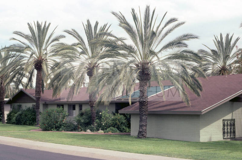 Property Address:  121 West Palmcroft Drive, Tempe, Arizona
Subdivision Address:  Date Palm Manor