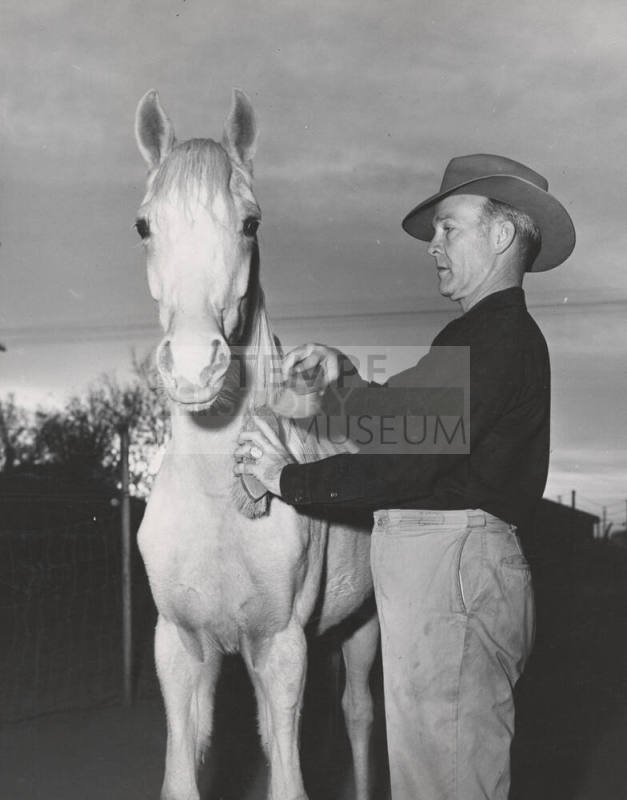 Howard Pyle Grooming Quarter Horse