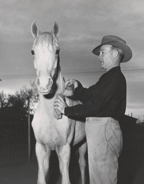 Howard Pyle Grooming Quarter Horse