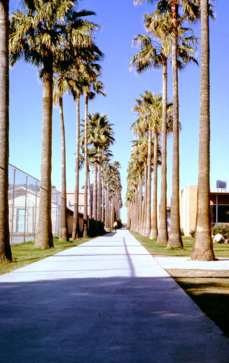 ASU Palm Walk, 1962