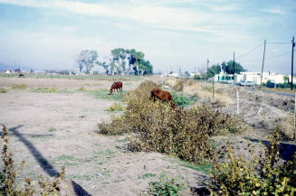Irrigated pasture