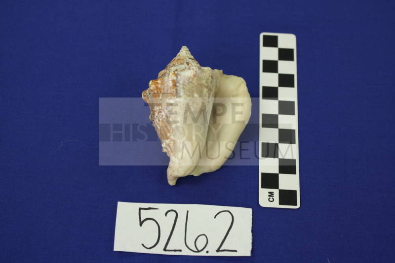 Two Souvenir Conch Sea Shells