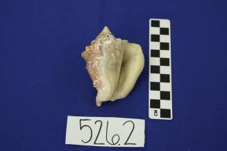 Two Souvenir Conch Sea Shells