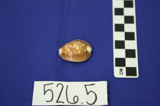 Small Cowrie Seashell