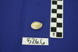 Small Cowrie Seashell