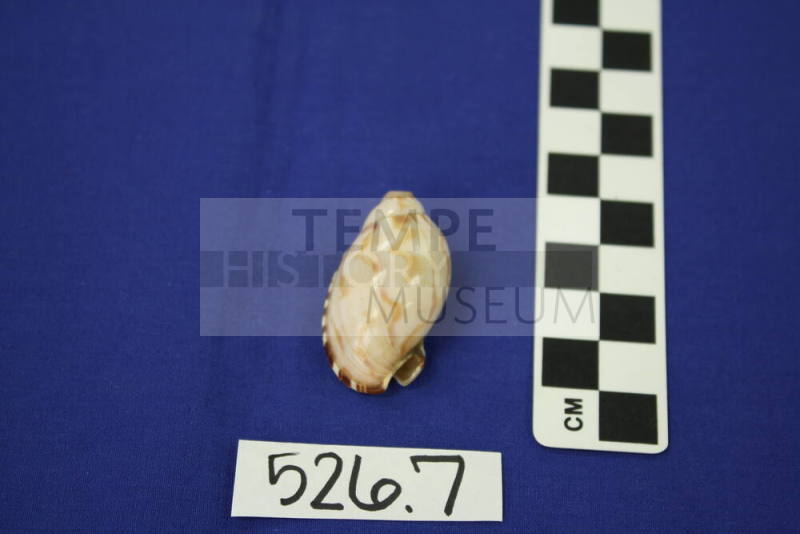 Small Conch Seashell