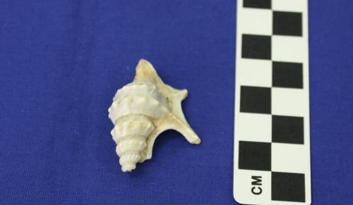 Small Conch Seashell